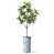 Plant Blue