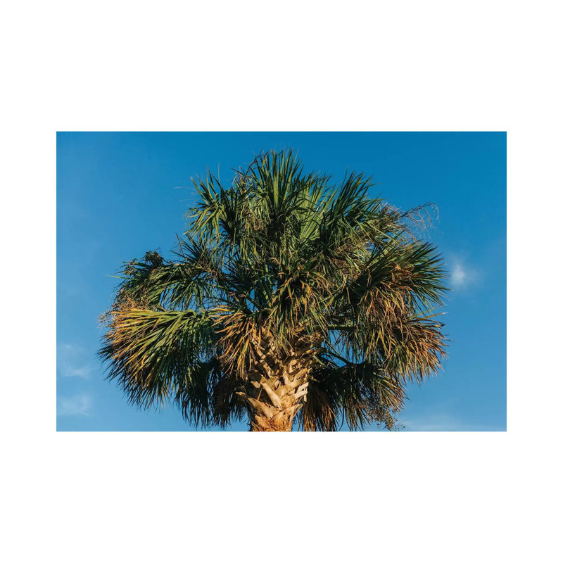 Charleston Palm Tree by Bethany Young - Print on Canvas, Wrapped Canvas, 30.48cm H x 45.72cm W x 1.91cm D