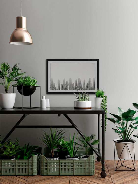 Cacti Splendor - Print on Canvas, 30cm H x 46cm W , Black Framed