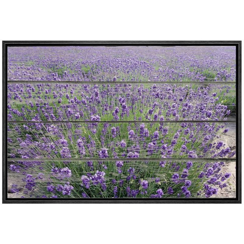 Flower Blossom " Purple Lavender Field ", Black Floater Framed, 16" H x 24" W x 2"D