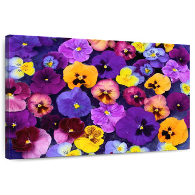 Couleurs Harnek Pansy
