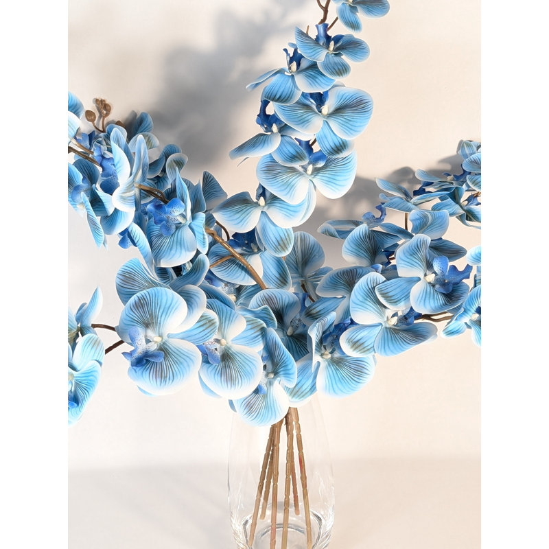Orchidée phalaenopsis, Bleu ciel