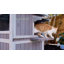 Abri pour chat portatif extérieur-1256383436