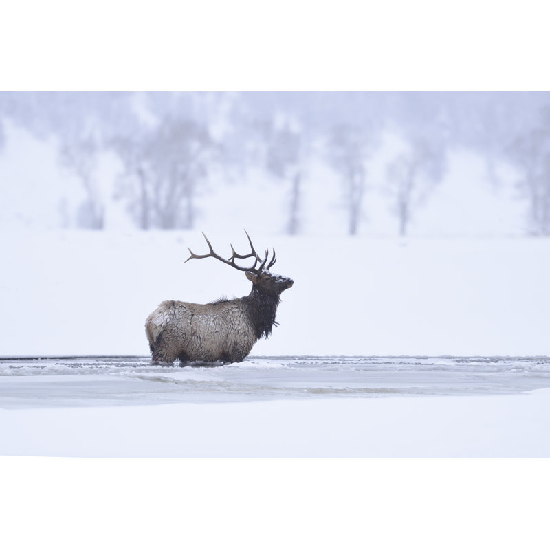 Winter bull elk 1 Piece Wrapped Canvas Wall Art, 81cm H x 122cm W
