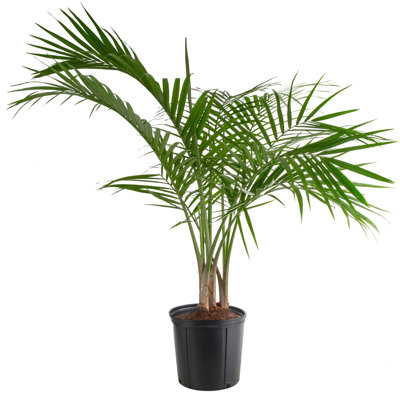 Costa Farms Indoor Easy Care Majesty Palm House Plant in 10-inch Grow Pot