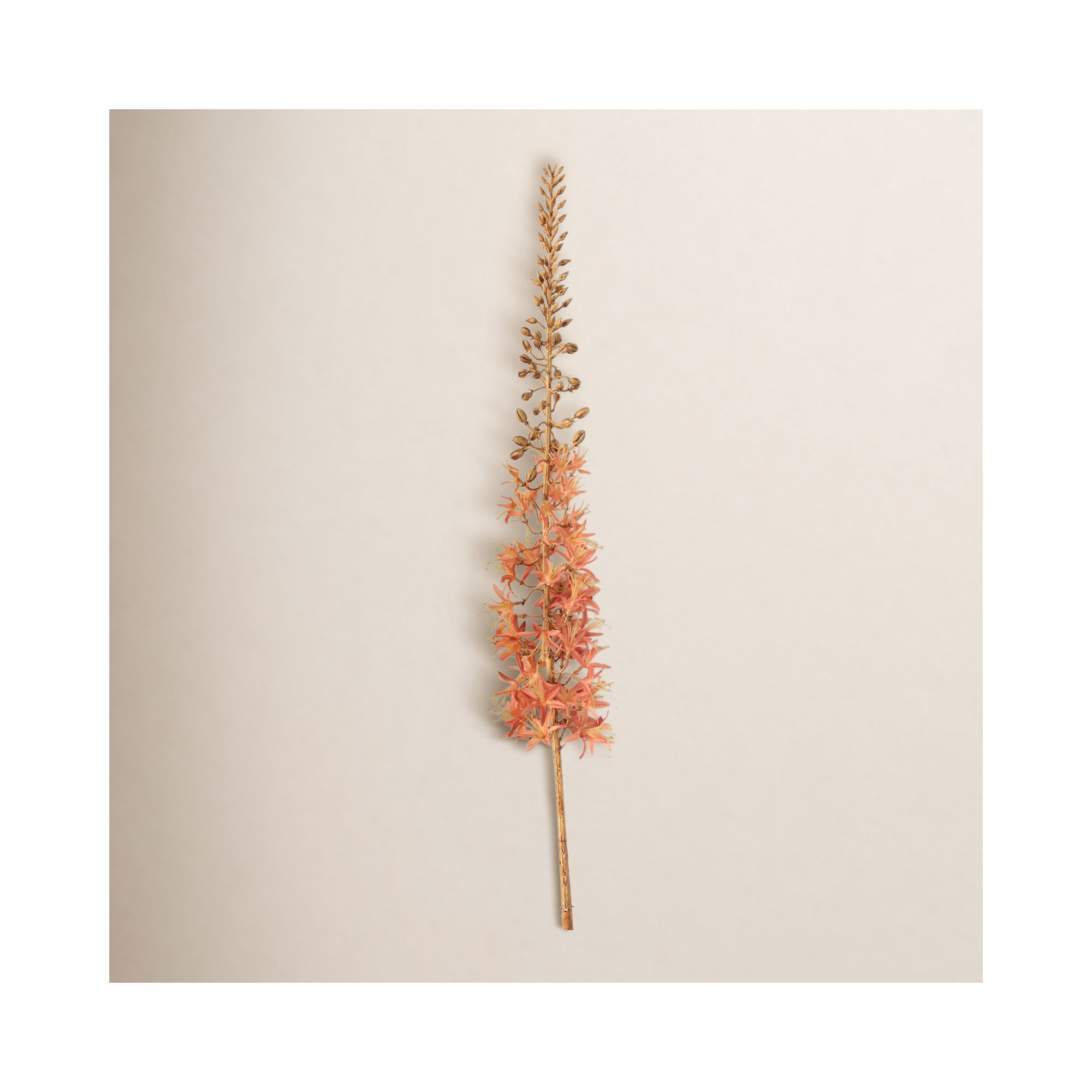 Eremurus Arrangement, Pink