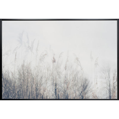 Paysage de roseaux et d'herbes