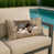 Fox terrier au poil lisse n'est pas disponible