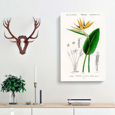 Bird of Paradise Flower by Charles D' Orbigny - Wrapped Canvas