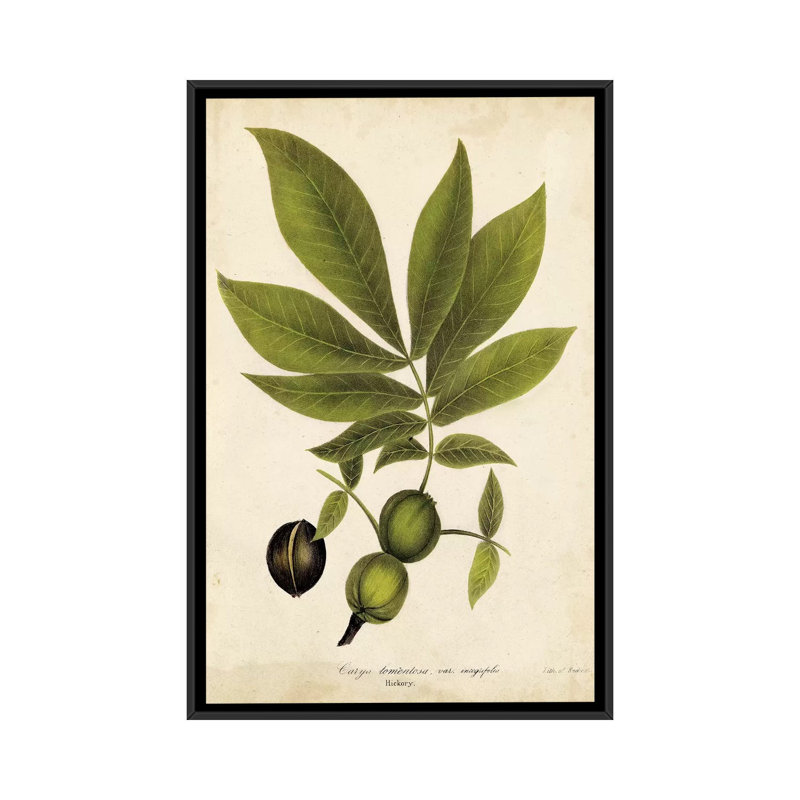 « hickory tree feuillage », reproduction d’impression sur toile, H 26 po x l 18 po x P 1,5 po, Toile avec cadre noir