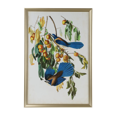 Audubon Blue Jay II Print