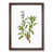 Walnut Framed