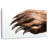 Brampt Brown Bear Claws-108818117