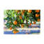 Yareny «Citrus Oranges», reproduction de photo sur toile tendue-30361543
