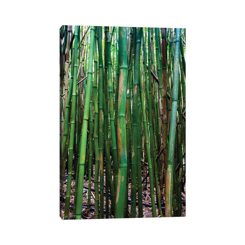 Bamboo Trees, Maui, Hawaii, USA III by Panoramic Images - Wrapped Canvas Print, 20.32 cm H x 30.48 cm W