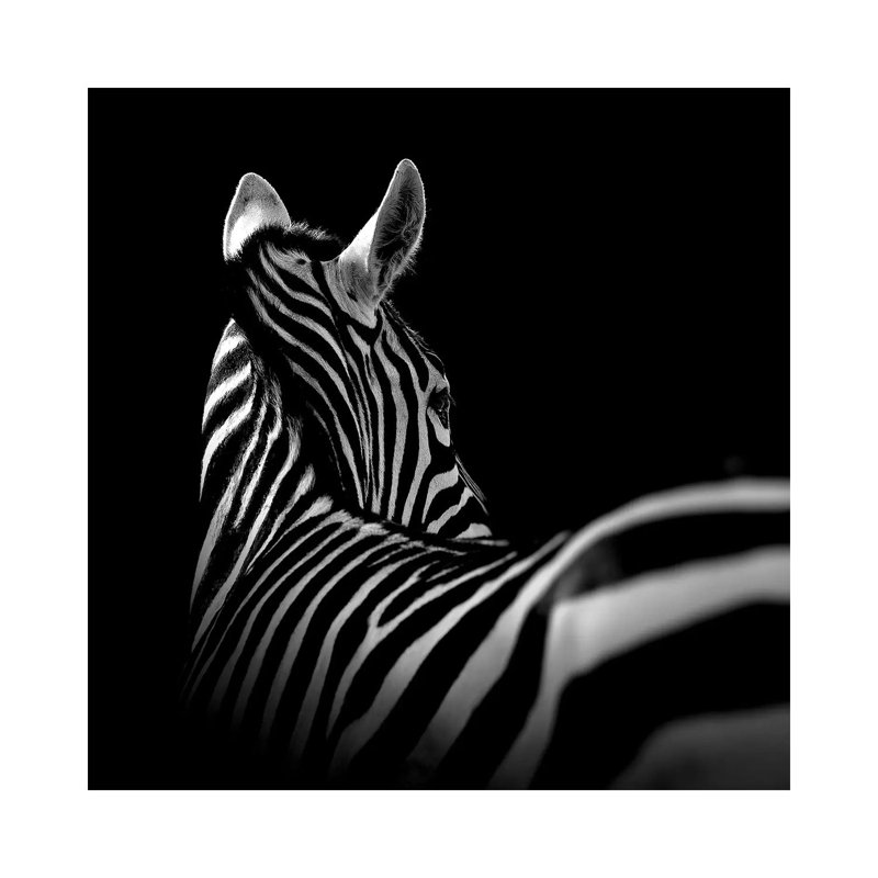Zebra In Black And White I by Lukas Holas - Wrapped Canvas Print, 30.48cm H x 30.48cm W x 1.905cm D