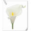 Arrangement Lillies-623490075-623490146