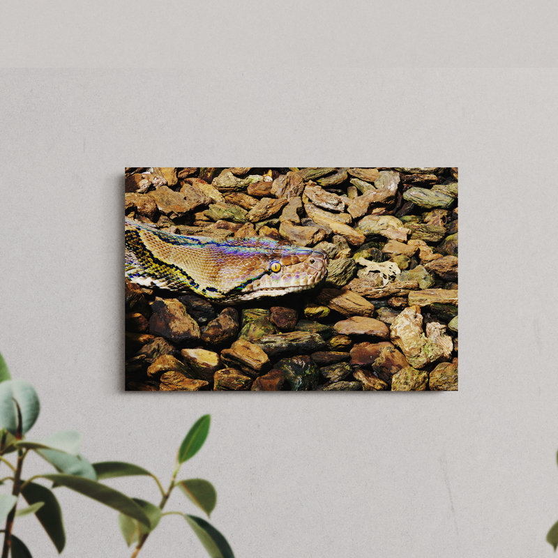 Closeup of Reticulated Python Head between Rocks and Wood Pieces, 16" H x 24" W