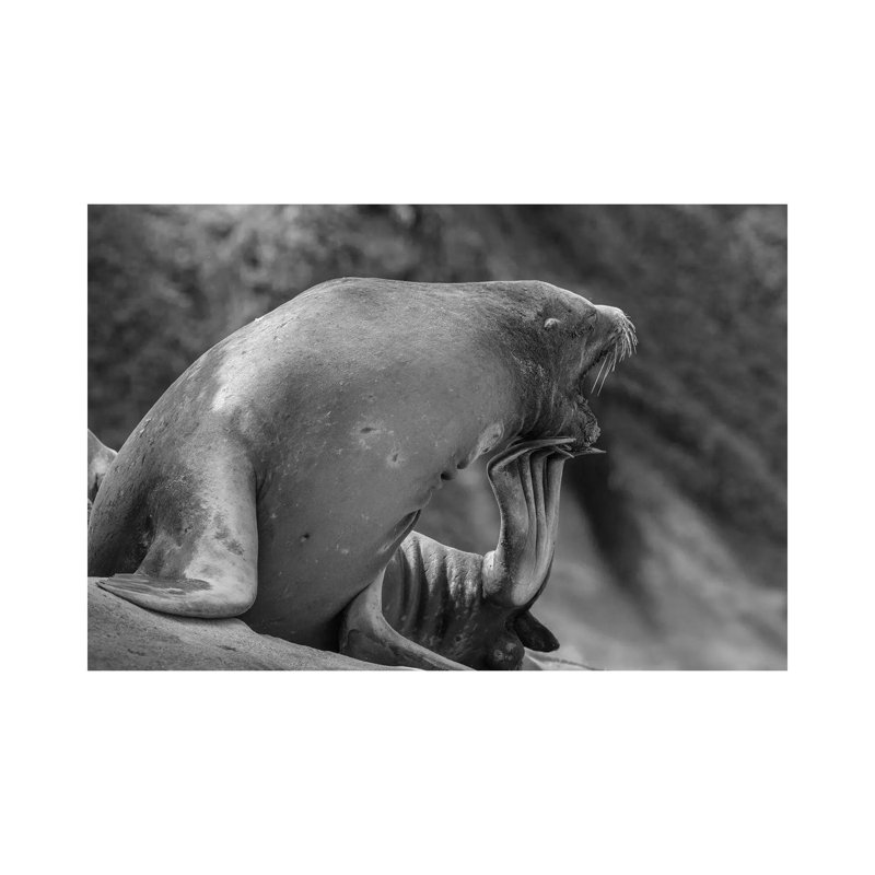 California Sea Lion Scratching Itself, La Jolla, California by Tim Fitzharris - Wrapped Canvas Gallery-Wrapped Canvas Giclée