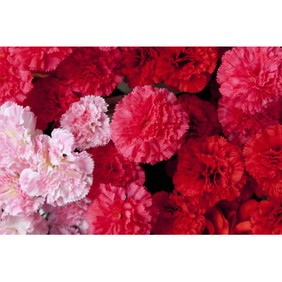 Carnation Flowers - Wrapped Canvas Print
