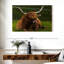 Vache Highland sur herbe-107672898