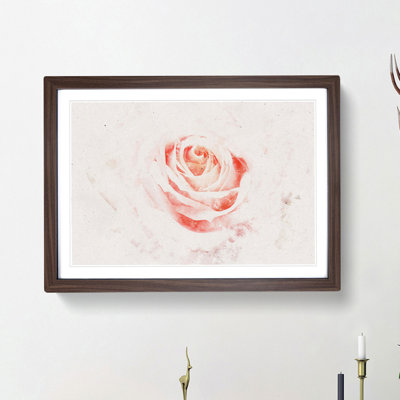 Pale Pink Rose - Framed Print