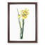 Monnieri Iris Flower by Pierre-Joseph Redoute - Picture Frame Art Print-55610180-55610182