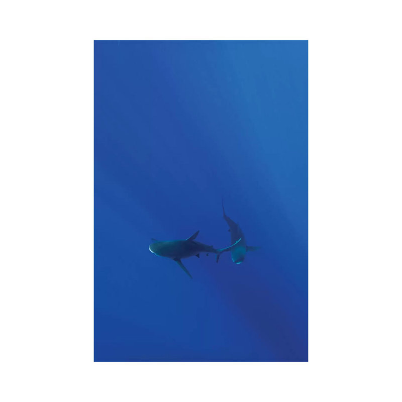 Hawaiian Shark VIII by Bethany Young - Print on Canvas, 66.04cm H x 45.72cm W x 3.81cm D, Wrapped Canvas