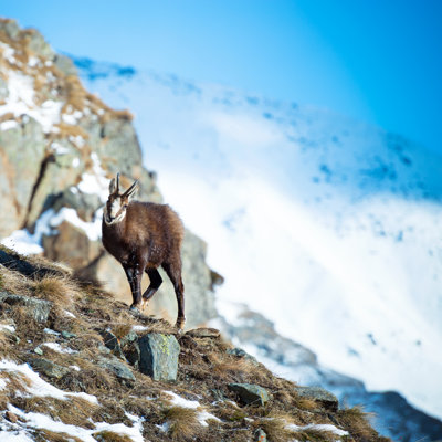 Landin Chamois - Wrapped Canvas Print