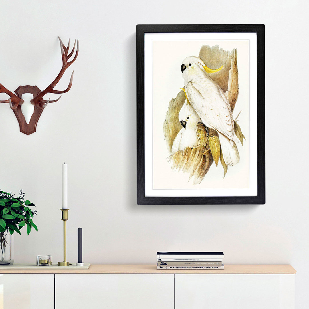 Crested Cockatoos by Elizabeth Gould - Framed Print