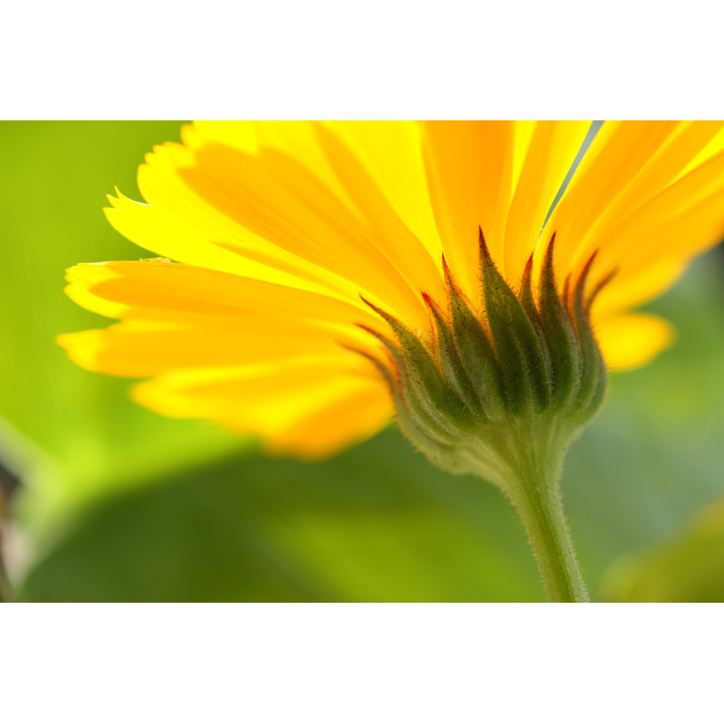 Close-up Of An Yellow Daisy by Aydinmutlu - Print, 51cm H x 76cm W