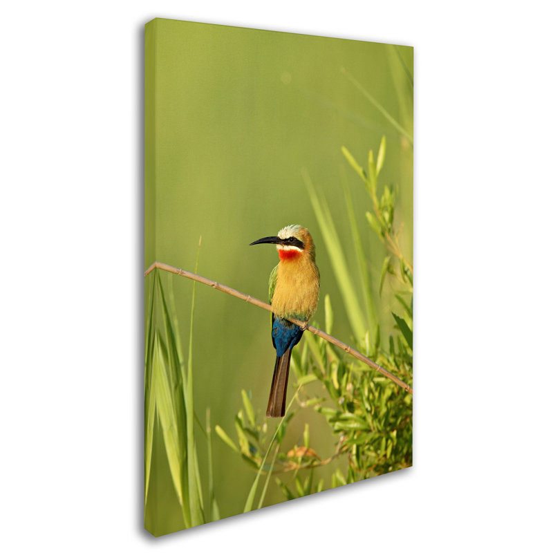 Colorful Birds Photography Print on Canvas, 19" x 12"