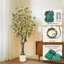 Eucalyptus d'intérieur d'intérieur-134997720