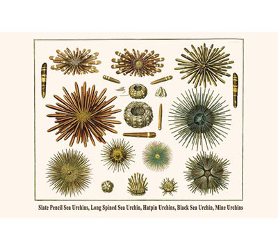 « ardoise crayon sea urchins long urchin’sea » par albertus seba, impression