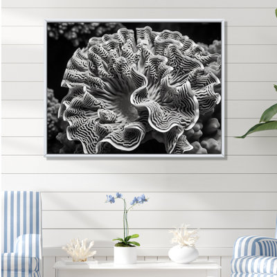 " Coral Serenity in Black and White I " Print