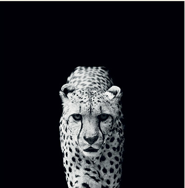 Nicolas Evariste - Print