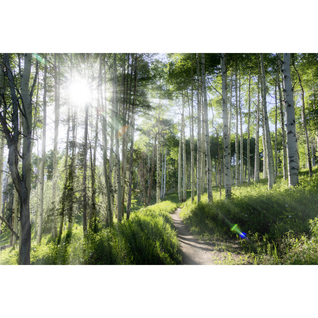 Aspen Trees von Ricardoreitmeyer - Wrapped Canvas Set