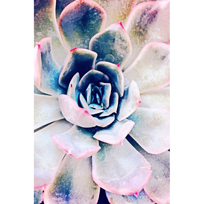 «Pastel Succulent Beauty II», photographie sur toile, H 18 po x l 12 po