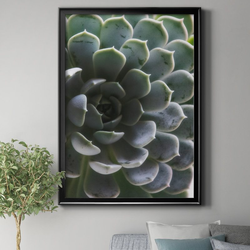 «Zen Succulent I» par J Paul - reproduction de photo sur toile encadrée, H 22,5 po x l 30,5 po x P 1,5 po, Noir