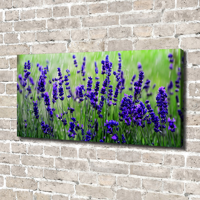 Lavender - Wrapped Canvas Print