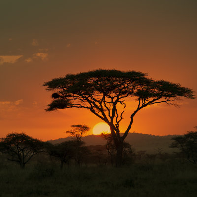 End Of A Safari Day - Wrapped Canvas Print