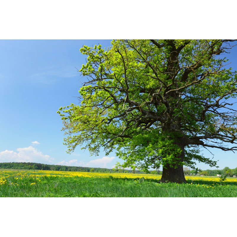Oak Tree - Wrapped Canvas Print, 81cm H x 122cm W x 3.8cm D