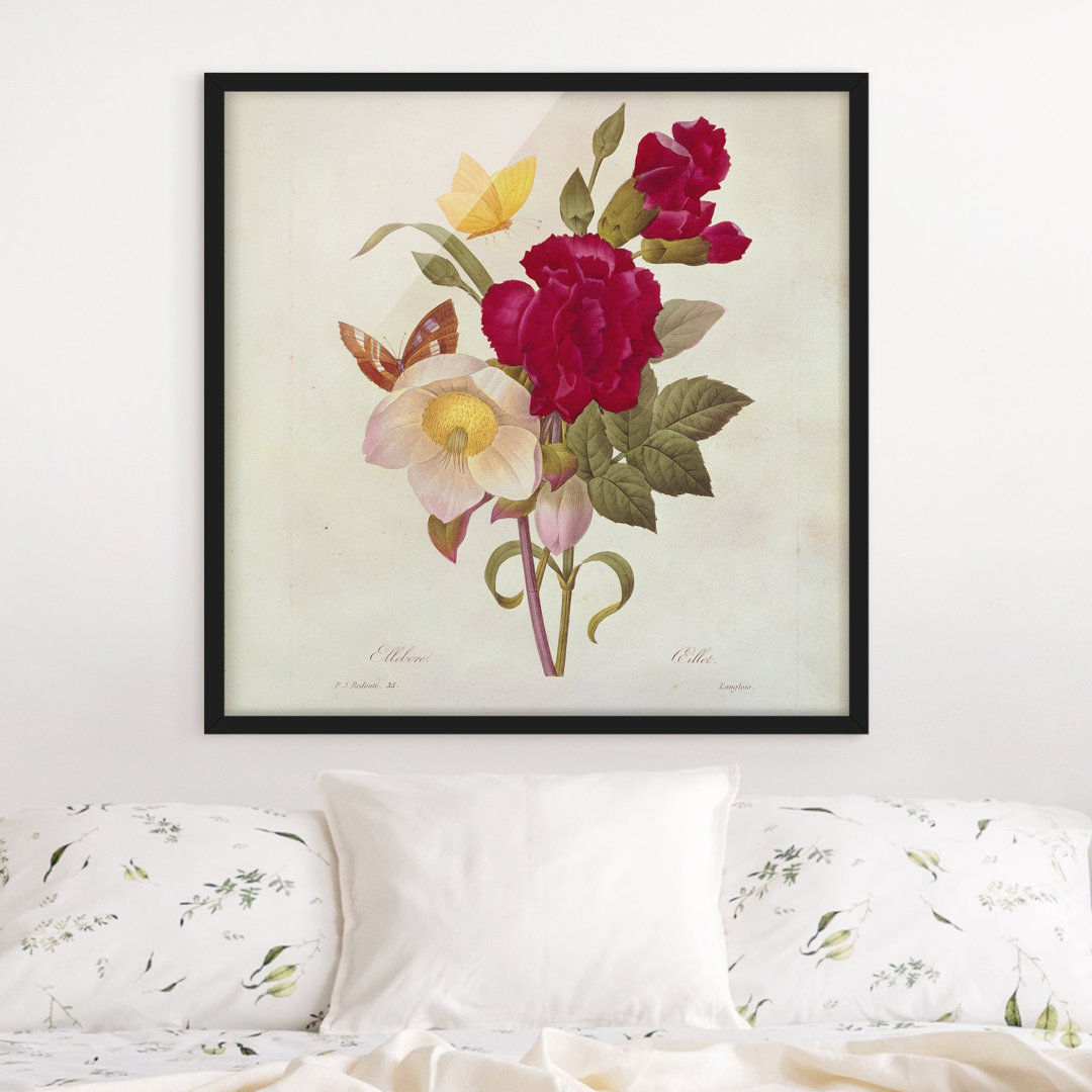 Gerahmter Kunstdruck Christmas Roses von Pierre Joseph Redouté