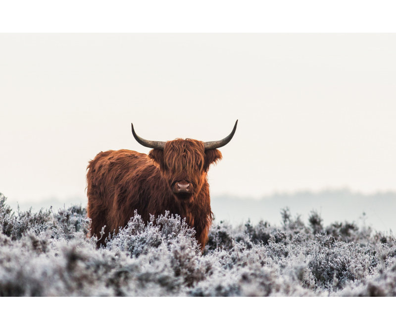Wrapped Canvas Print, 81.28 cm H x 121.92 cm W