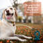 Accessoire pour ancrage pour chien Dayamine Accessory-87498194-122846123