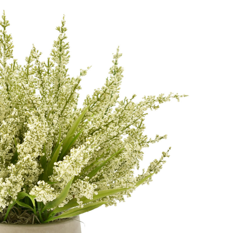 Ferdinand Heather en pot, Crème, crème