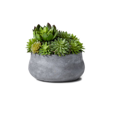 Pot à succulent persistant