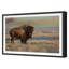 Bison Bull Print-337266612-337266615