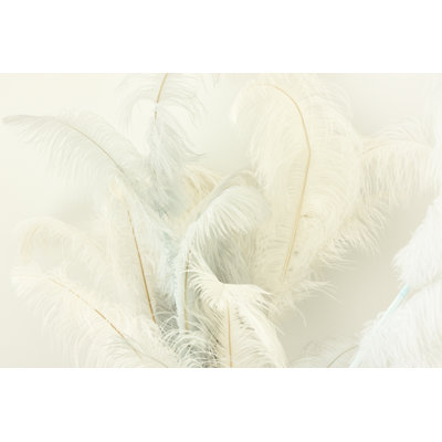 Ostrich feather