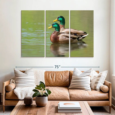 Coupe de canards colvert